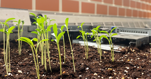 Upcycling Projects: Turning a Chassis Into a Planter